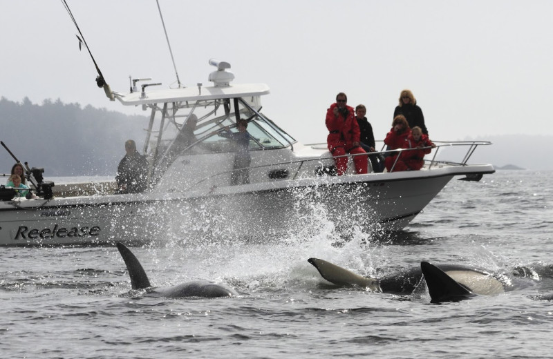 Whale watching at Clayoquot Wilderness Resort.