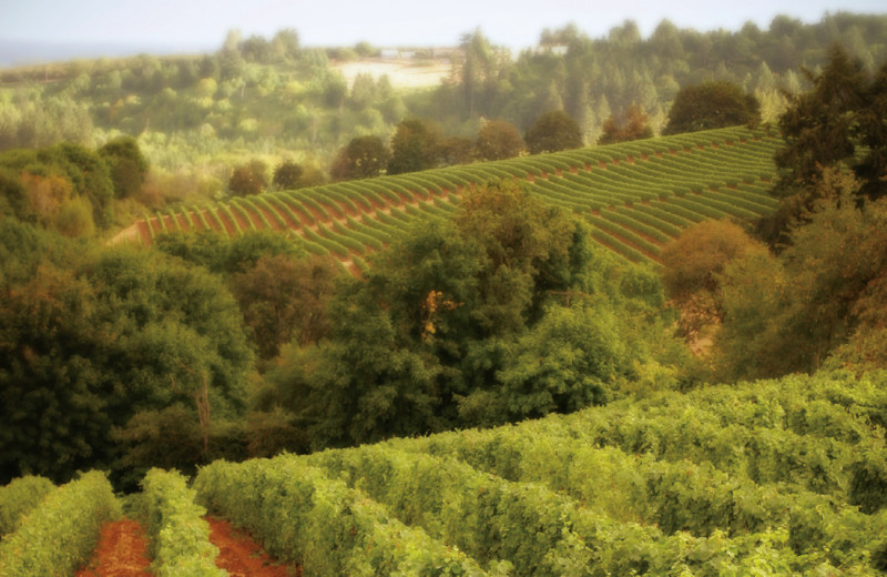 Vineyard near Tamarack Lodge.
