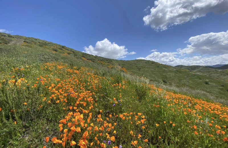 Wildflowers at Rankin Ranch.