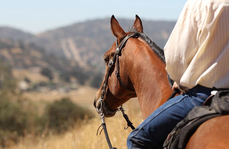 Horseback riding near Big Sky Charter & Fishcamp.