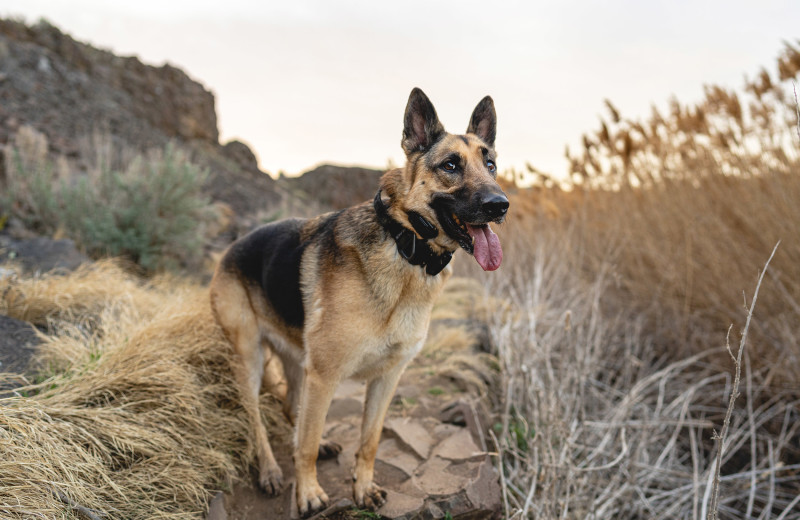 Pets welcome at Westward Look Resort.