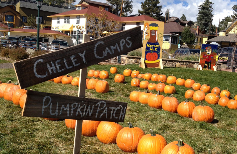 Pumpkin patch at Brynwood on the River.