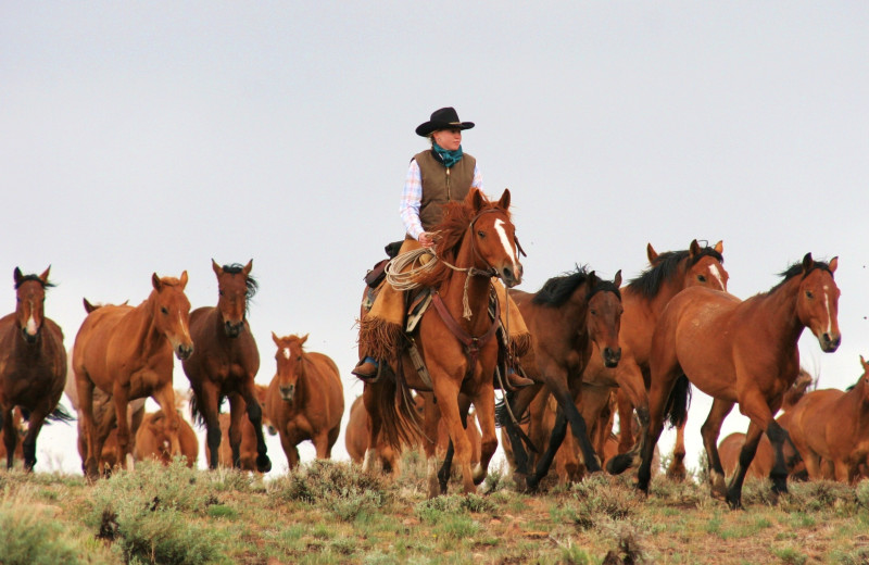 Horses at Cottonwood Ranch.