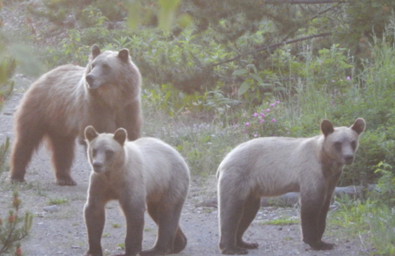 Bears at Chaunigan Lake Lodge.