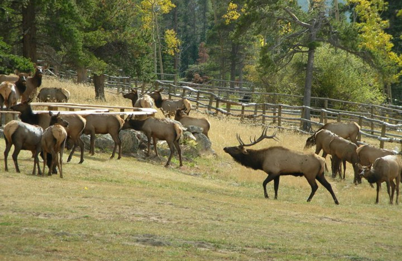 November at Wind River Ranch