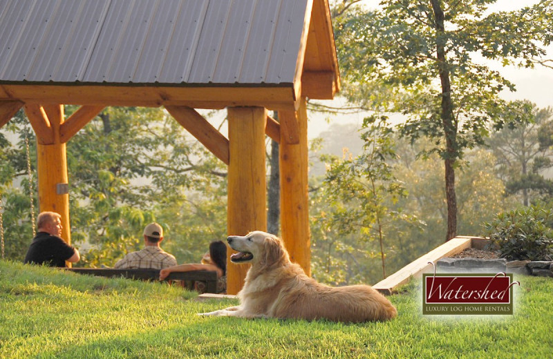 Pet friendly accommodations at Watershed Cabins.