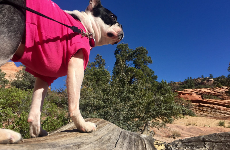 Pets welcome at St. George Inn 