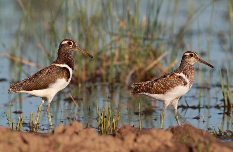 Bird watching at Eyre Bird Observatory.