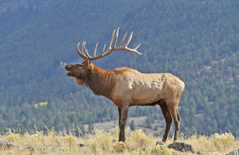 Elk at Solara Resort & Spa.