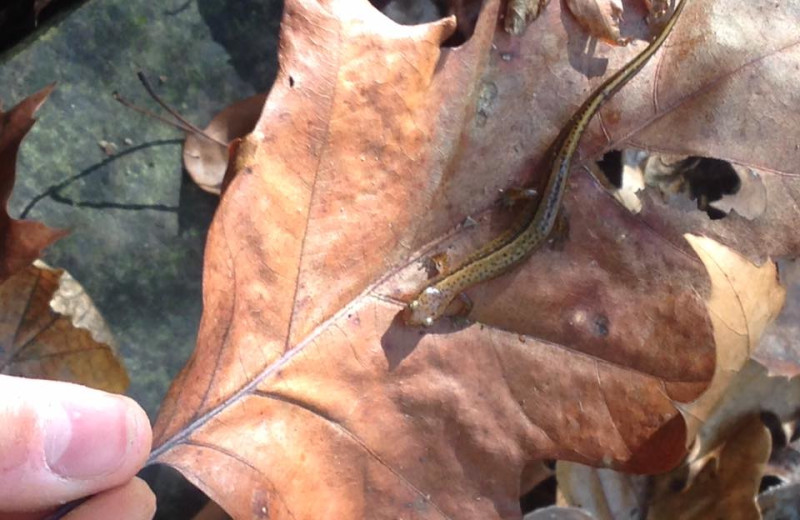 Salamander at Corban Cabin Getaways.