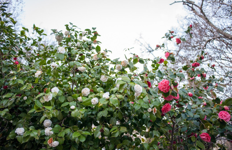 Garden at Camellia Inn.