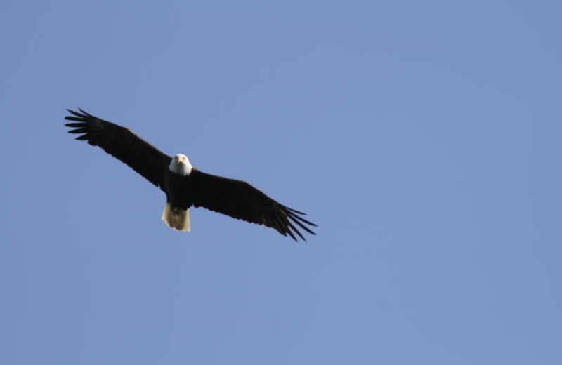 Wildlife at Andy Myers Lodge