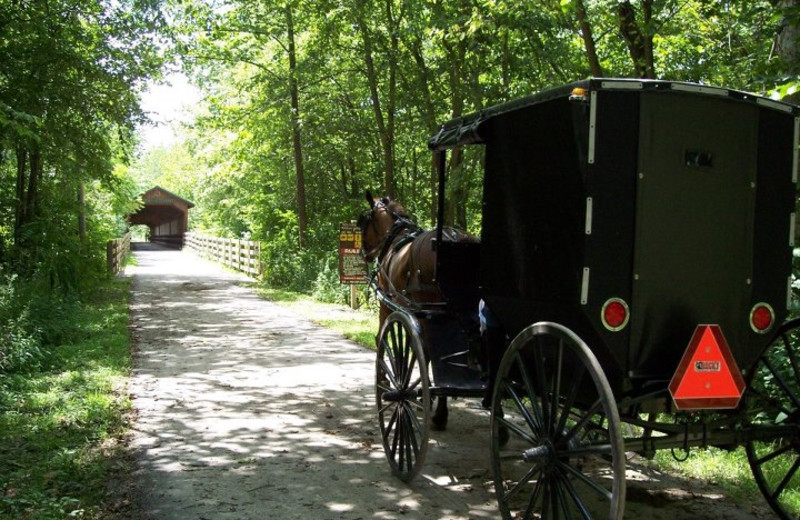 Buggy ride at Sunset Ridge Log Cabins.