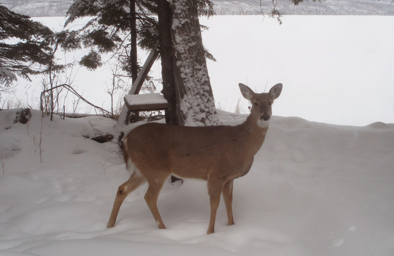 Deer at Heston's Lodge.