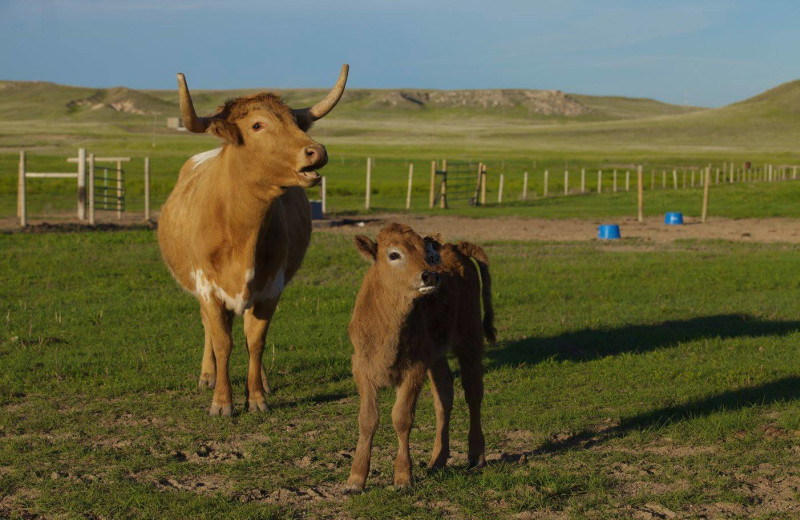 Cattle at Colorado Cattle Company Ranch.