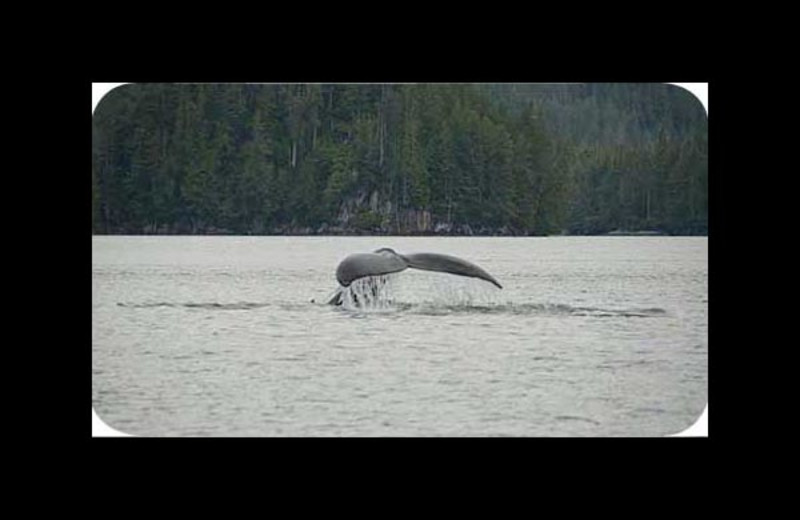 Whale sighting at Black Gold Lodge