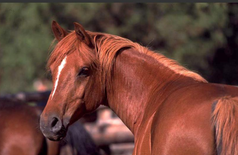 Horses at Siwash Lake Ranch