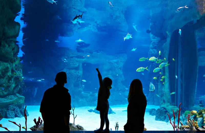 Aquarium near Vickery Resort On Table Rock Lake.