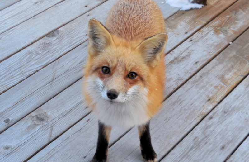 Fox at Moosehorn Resort.