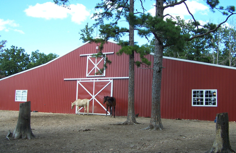 Horses at Bear Mountain Log Cabins.