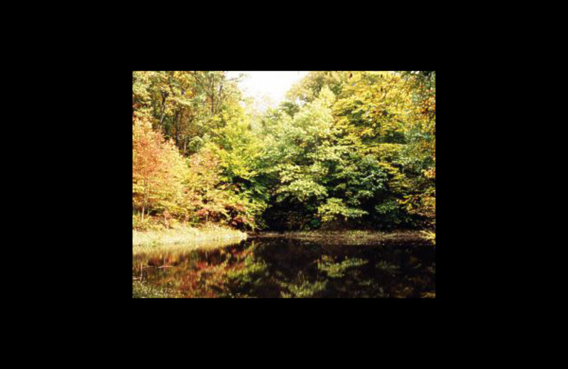 Pond view at Hummingbird Hill Cabin Rentals.