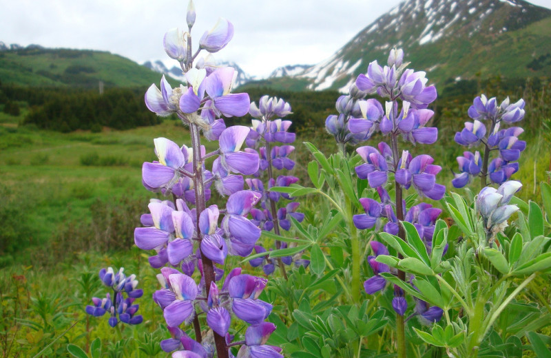 Flowers at Kenai Fjords Glacier Lodge.