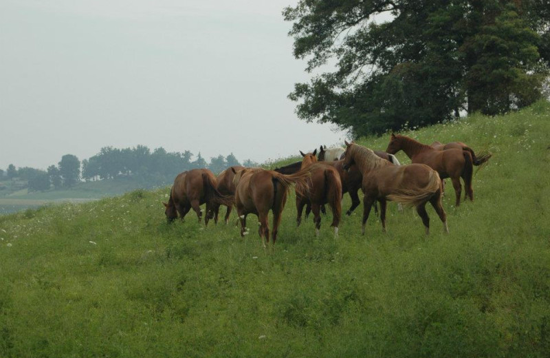 Horses at Guggisberg Swiss Inn/Amish Country Riding Stables.