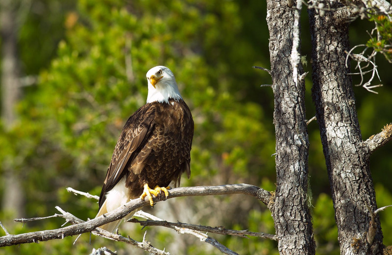 Eagle at Nootka Wilderness Lodge.