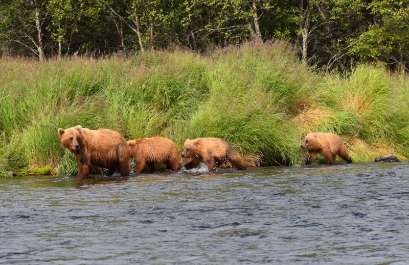 Bears at Alaska Rainbow Lodge.