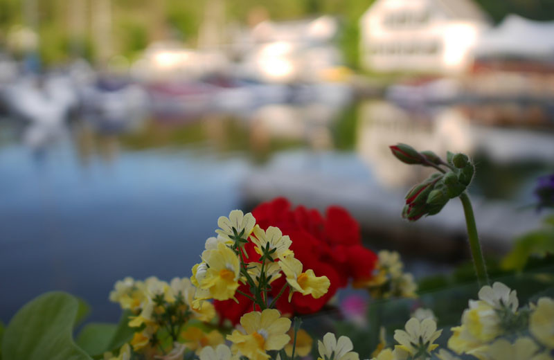 Garden at Sunapee Harbor Cottages.