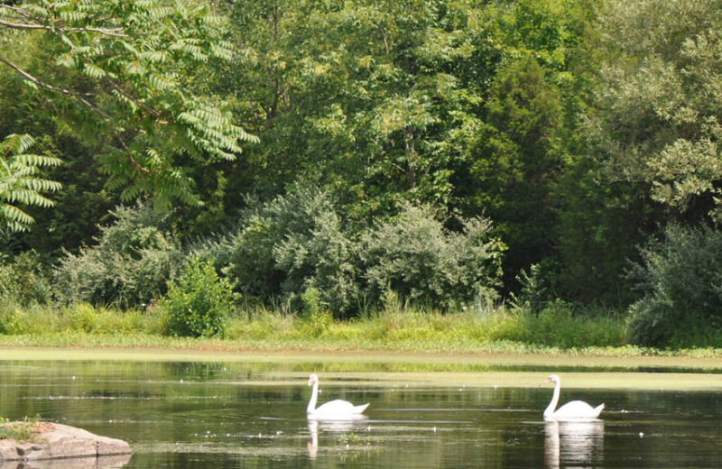 Swans on the lake at Eisenhower Hotel & Conference Center.