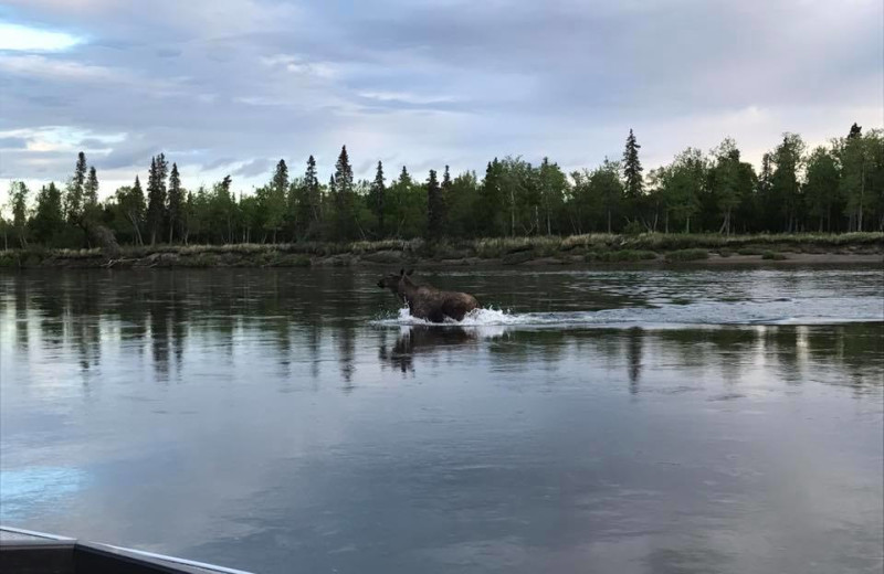 Moose at Nushagak River Adventure Lodge.