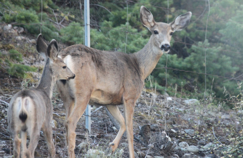 Deer at Tyee Lake Lodge.