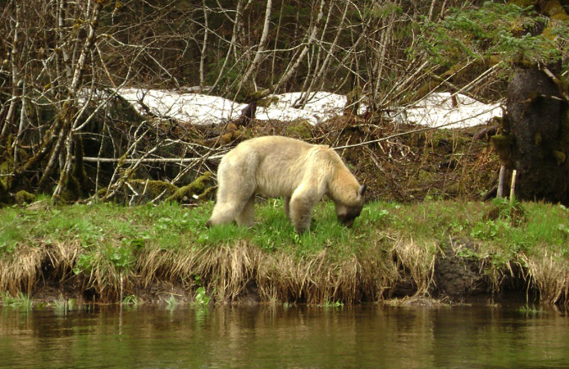 Bear at Glacier Bear Lodge.