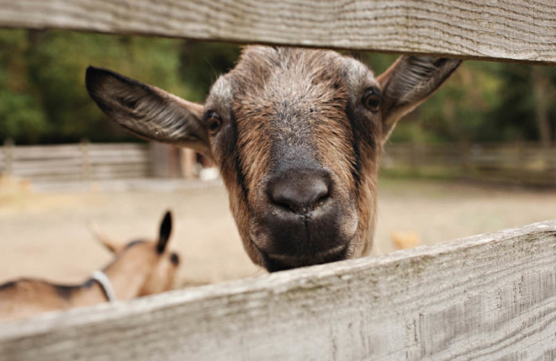 Goat at Pebble Cove Farm.