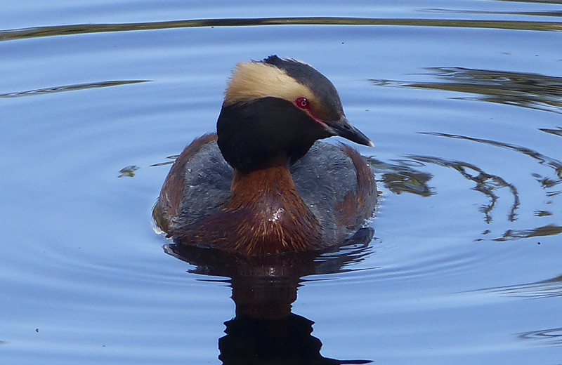 Duck at Wedgewood Resort.