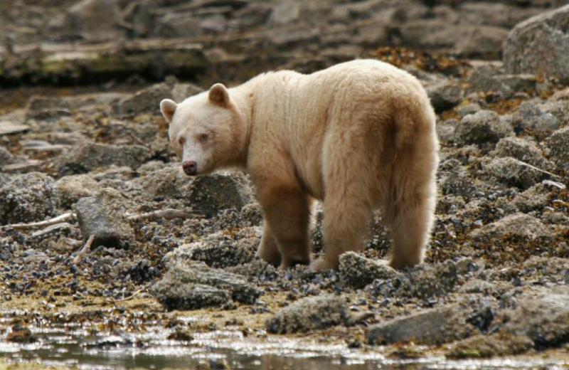 Local wild life at Shearwater Resort & Marina.