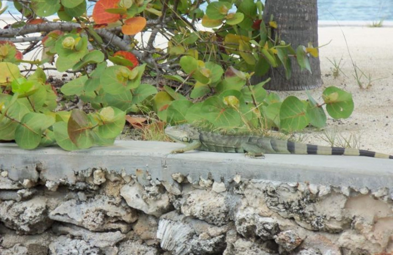 Iguana on ledge at Coral Bay Resort.