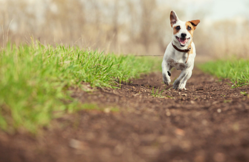 Pets welcome at The Depe Dene Resort.