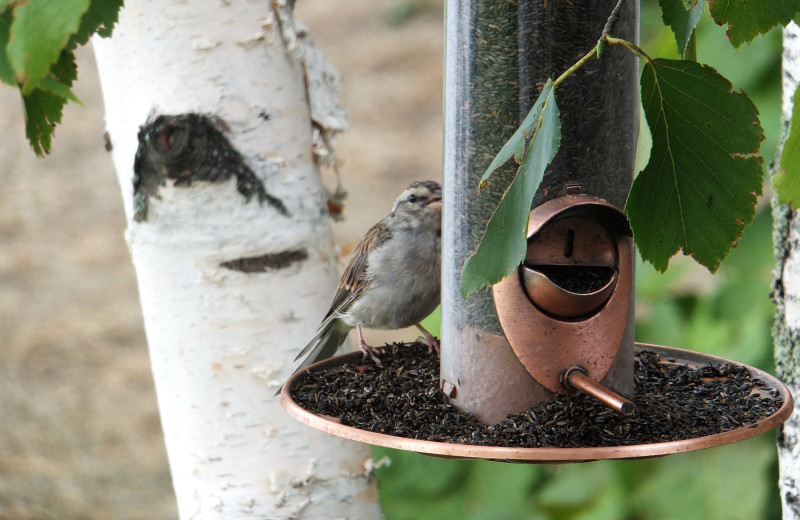 Bird feeder at Timber Trails Resort.