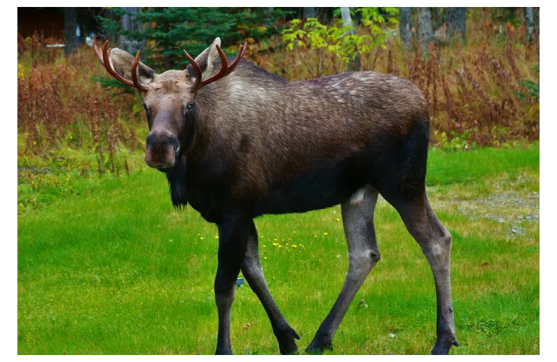 Moose at Sleepy Bear Cabins.