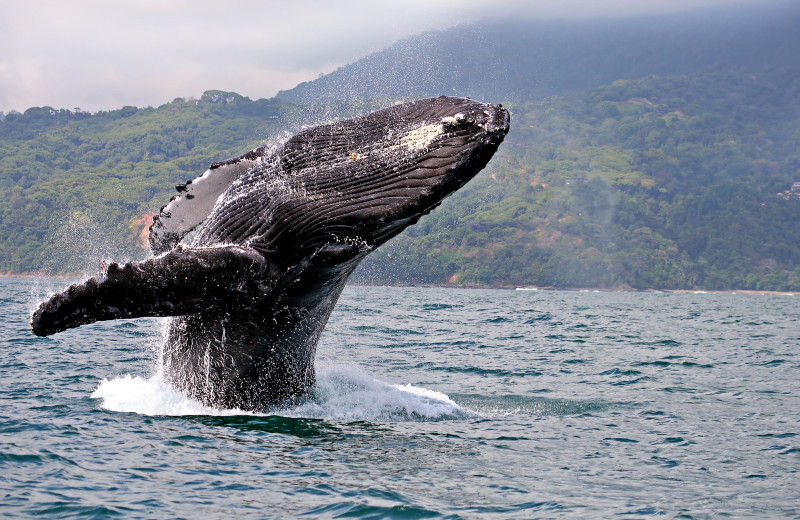 Whale watching near Costa Rica Luxury Lifestyle.