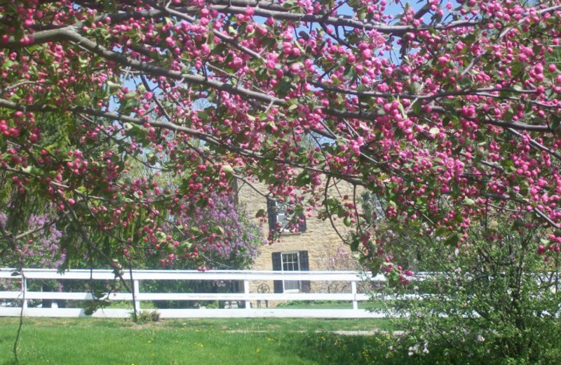 Spring at The Cothren house