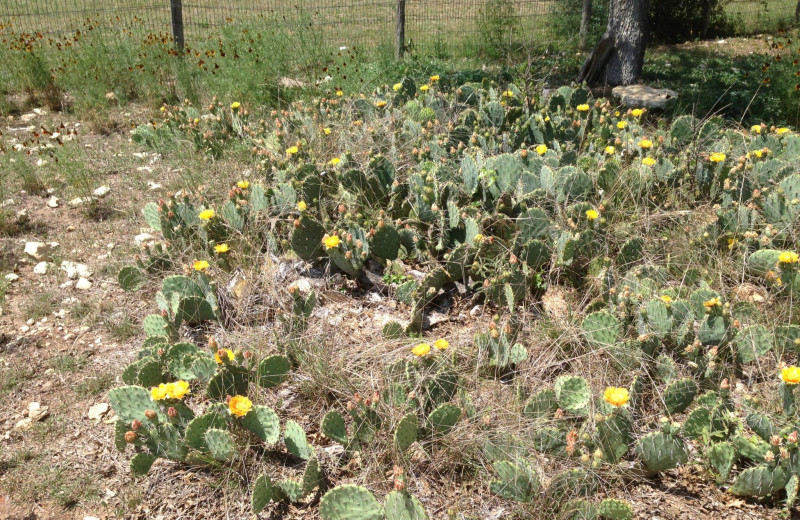 Cactus garden at Roddy Tree Ranch.