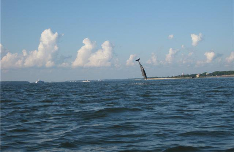 Dolphins Jumping at Vacation Time
