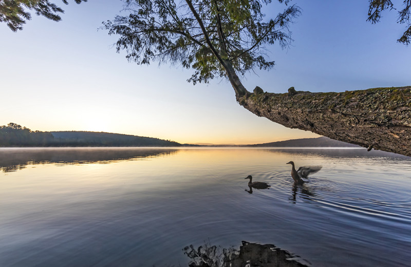 Lake view at Killarney Lodge in Algonquin Park.