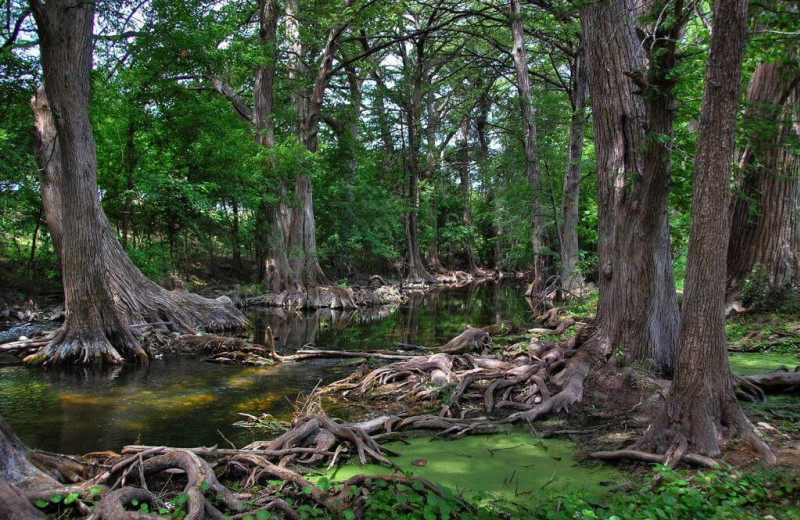 Forest near Tapatio Springs Hill Country Resort.