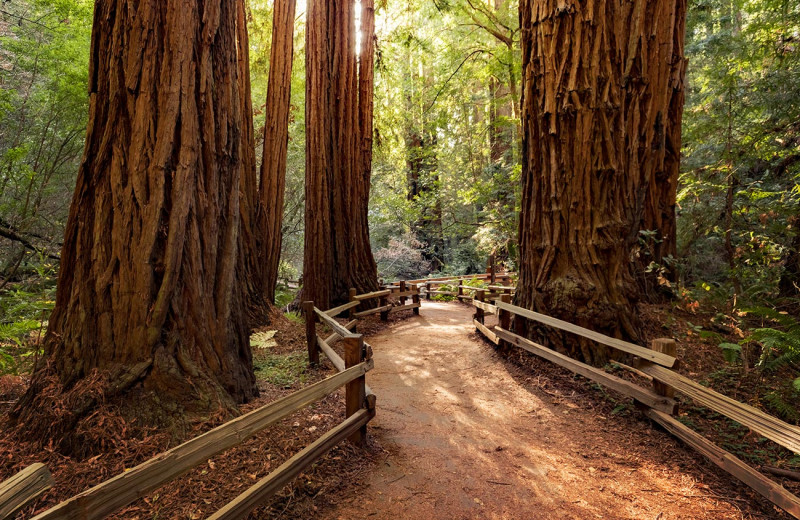 Redwoods near Carter House Victorians.