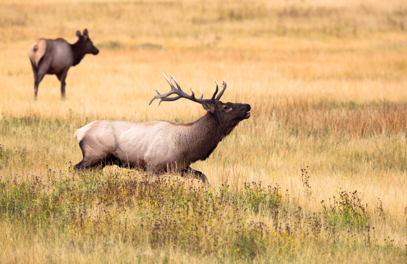 Elk near Alpenhof Lodge.