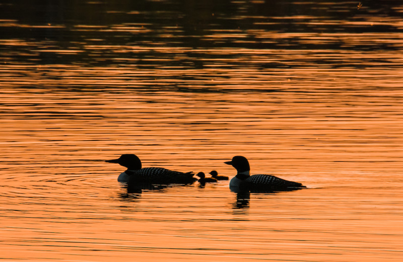 Nothing like enjoying a Loon family and their beautiful calls that echo across the lake in the evening during your campfire as you watch the sunset.  Perfect evening at the lake.